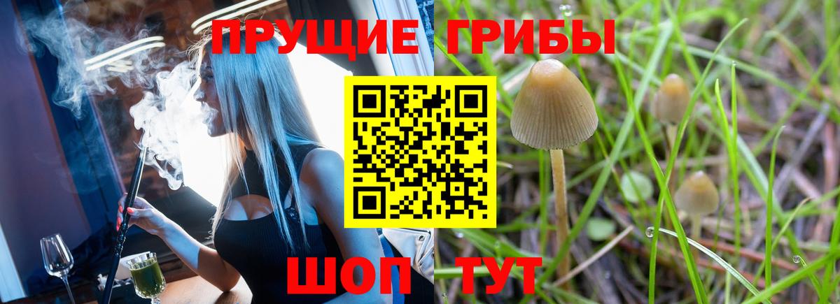 Псилоцибиновые грибы прущие грибы  Псилоцибиновые грибы Psilocybe  Луга  Вход с VPN 